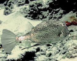 This picture of a Cowfish was taken with an Olympus 7070 ... by Gary Schlei 